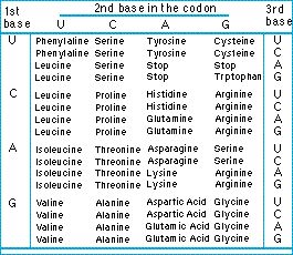 Mrna Amino Acid Sequence Chart