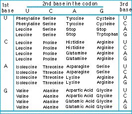 Trna Codon Chart