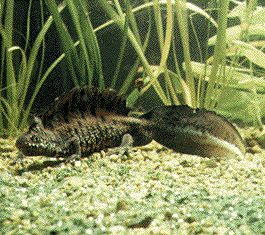 crested_newt.jpg