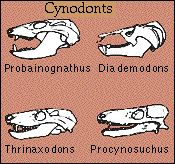 cynodonts.jpg