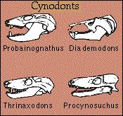 cynodonts.jpg