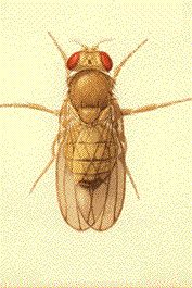 drosophilia_immigrans.jpg
