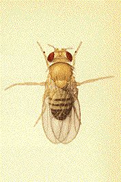 drosophilia_melanogaster.jpg