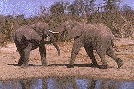 elephants.jpg