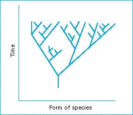 evolution.jpg