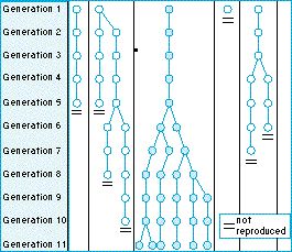 genetic_drift_example.jpg