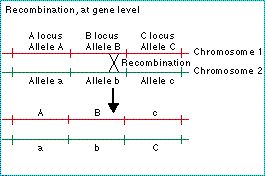 genetic_variation.jpg