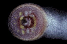 lamprey.jpg