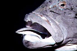 Cleaner fish Evolution Image Gallery Grouper fish and cleaner fish