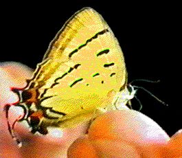 lyceanid_butterfly.jpg