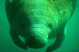 manatee.jpg