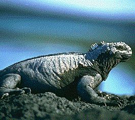 marine_iguana.jpg