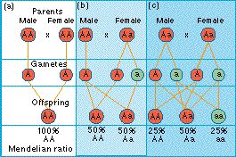 mendelian_ratios.jpg