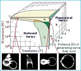 morphospace.jpg