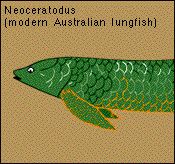 neoceratodus.jpg