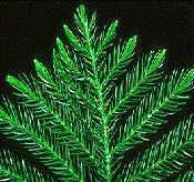 norfolk_pine.jpg