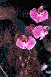 orchids.jpg