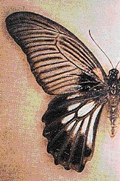 papilio_memnon_anura.jpg