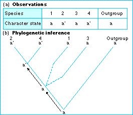 phylogenetic_inference.jpg