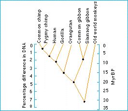 phylogenetic_relationships.jpg