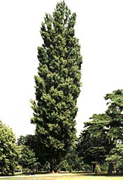 Evolution - Image Gallery - Poplar tree