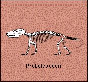 probelesodon.jpg