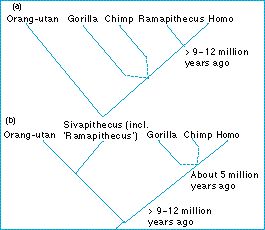 relationships_of_homo.jpg