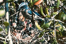 scrub_jays.jpg