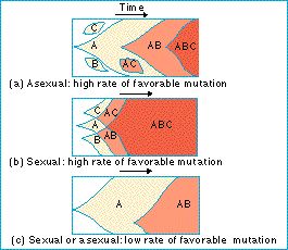 sex_faster_evolution.jpg