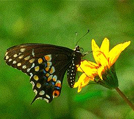 swallowtail.jpg