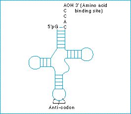 tRNA.jpg