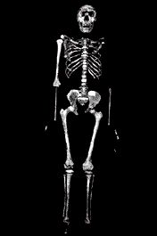turkana_boy.jpg