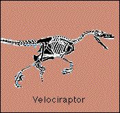 velociraptor.jpg