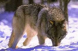 wolf.jpg