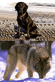wolf_dog.jpg