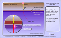 Bacteriophage Lambda