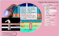 Explore the Bacterial Cell