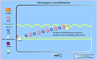 Homologous Recombination