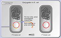 Conjugation